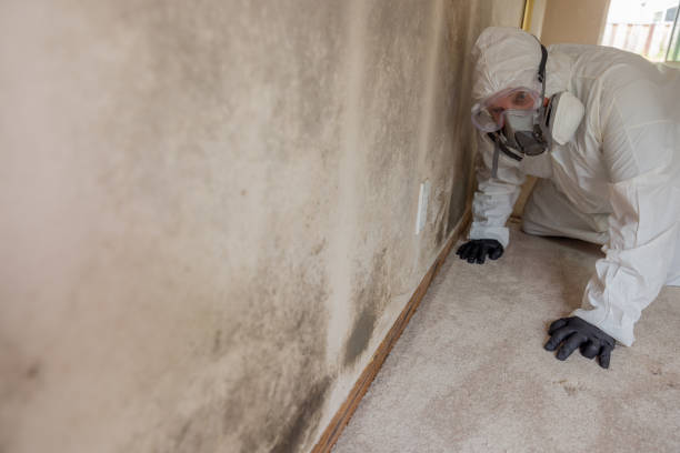 Best Attic Mold Removal  in Chesilhurst, NJ